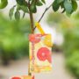Grapefruit Tree – Ruby Red – #5 Container